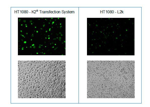 Microscopy after transfection of HT 1080 cells with K2® Transfection System and L2k