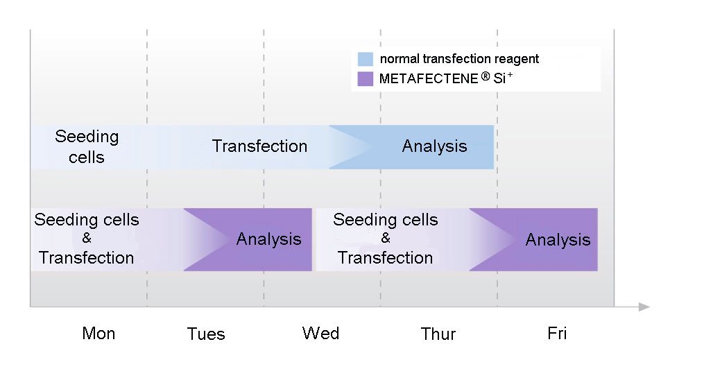 Timescale for the fast-forward protocol of METAFECTENE SI