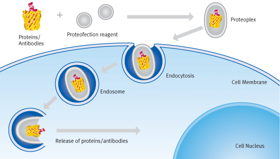 Schematic diagram of proteofection processes | Biontex