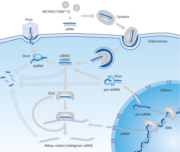 Schematische Darstellung der Prozesse bei eine Transfektion von siRNA (RNA-Interferrenz) | Biontex