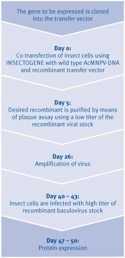 Timescale for protein expression with the Baculovirus Expression Vector System