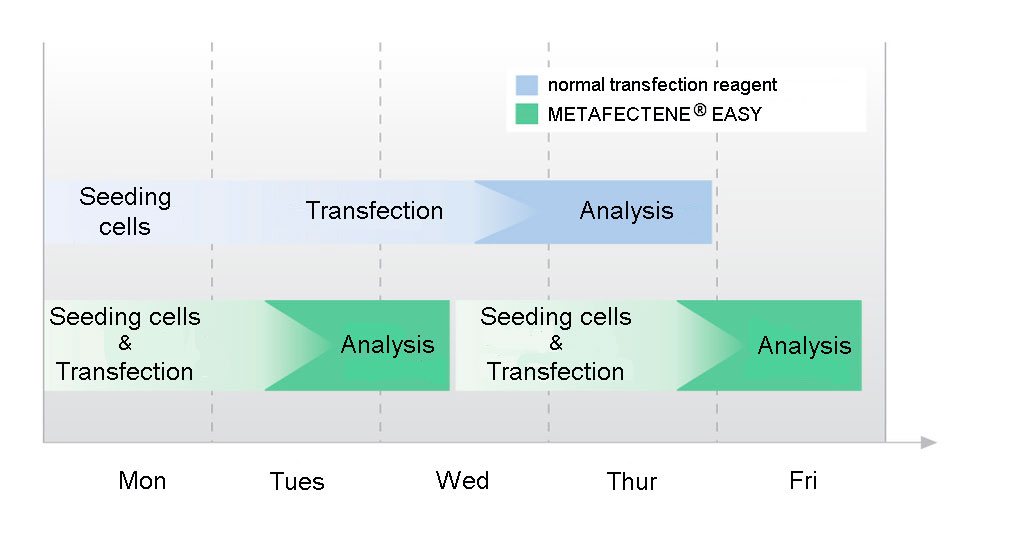 Timescale for the fast-forward protocol of METAFECTENE EASY