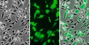 Light image, fluorescence image and superimposed image after transfection of 293T cells using METAFECTENE PRO and pCMV-GFP