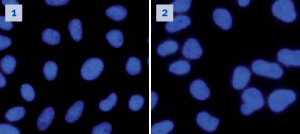 DAPI staining of Cos7 and HepG2 cells