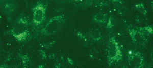Proteofection of A549 cells with AlexaFluor®488 labeled antibodies against giantin – a membrane protein of the Golgi apparatus – using PROTEOfectene® AB