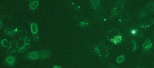 Proteofection of A549 cells with PROTEOfectene® AB and AlexaFluor®488 labeled antibodies
