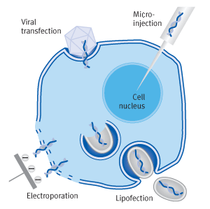 Different transfection methods | Biontex