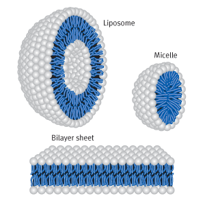 Liposome, Micelle and Bilayer sheet of cationic Lipids | Biontex