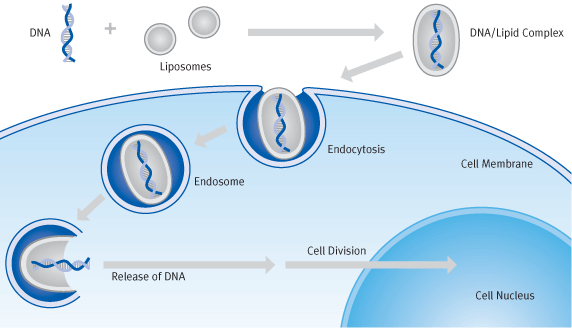 Schematic diagram of transfection processes with cationic liposomes (lipofection) | Biontex