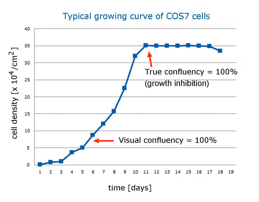 Real growing curve of COS-7 cells | Biontex
