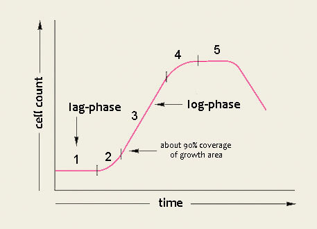 Ideal growing curve of cells | Biontex